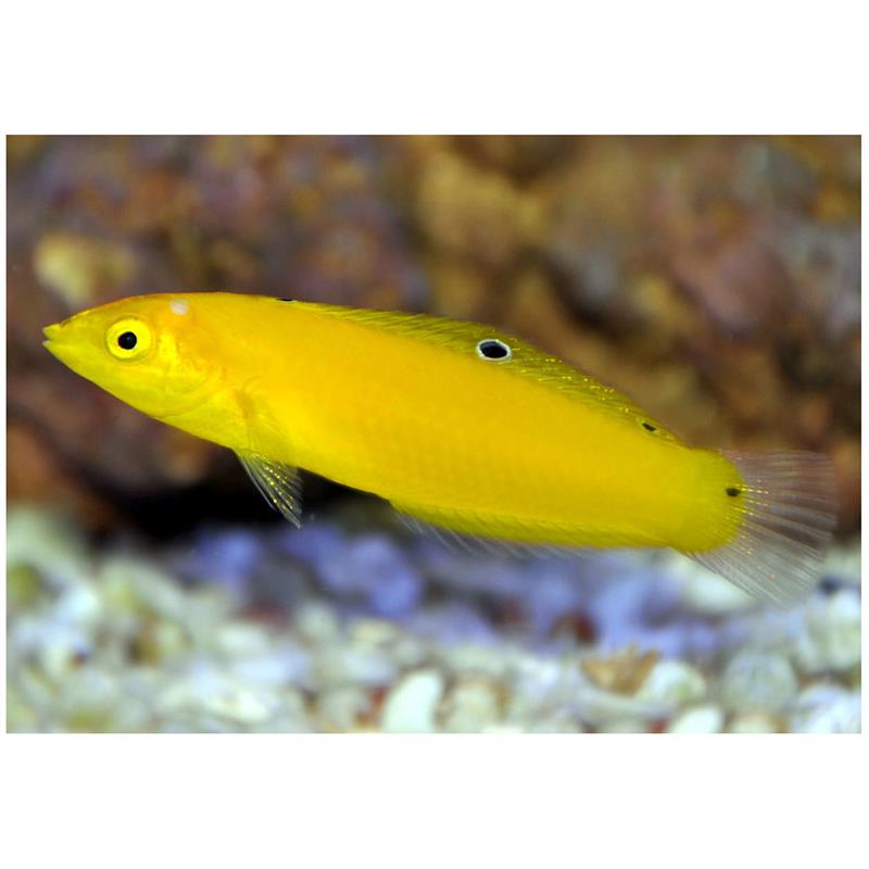 Banana Wrasse (Halichoeres chrysus) - imagine 4